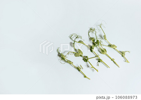Microgreen pea sprouts isolate on a white background. 106088973