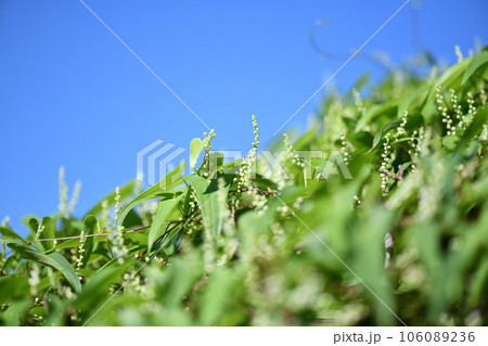 ヤマイモ(自然薯)の花 ヤマイモ(自然薯)の花 106089236