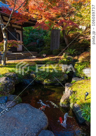 晩秋の古都鎌倉 紅葉の長谷寺 晩秋の古都鎌倉 紅葉の長谷寺 106089737