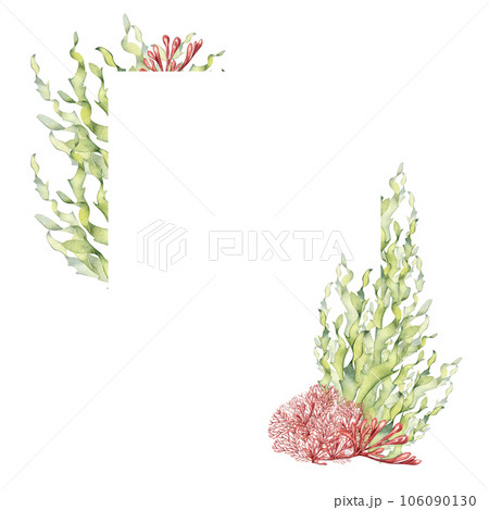 Frame of sea plants, coral watercolor illustration isolated on white background. Pink agar agar seaweed, laminaria hand drawn. Design element for package, label, advertising, card, marine collection 106090130