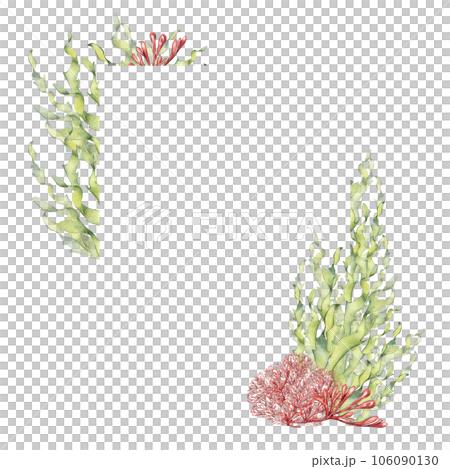 Frame of sea plants, coral watercolor illustration isolated on white background. Pink agar agar seaweed, laminaria hand drawn. Design element for package, label, advertising, card, marine collection 106090130