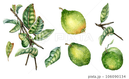 Set with branch of tree and three guava fruits watercolor illustration isolated on white background. Green leaves of tropical plant guajava hand drawn. Design for wrapping, packaging, label, poster 106090134