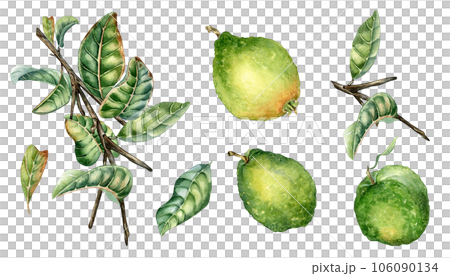 Set with branch of tree and three guava fruits watercolor illustration isolated on white background. Green leaves of tropical plant guajava hand drawn. Design for wrapping, packaging, label, poster 106090134