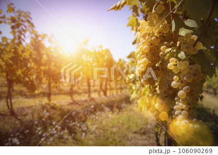 Bunches of ripe grapes in sunshine Bunches of ripe grapes in sunshine 106090269
