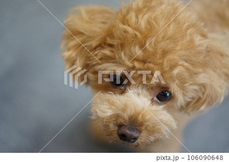 見つめるトイプードル 106090648