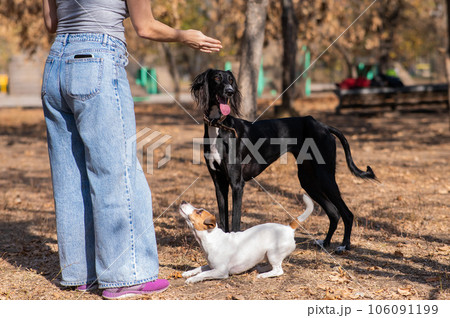 Tazy. Caucasian woman walking with middle asian greyhound and jack russell terrier dog in autumn.  106091199
