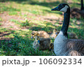 日陰で休むカナダグース 106092334