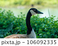 カナダグースの美しい横顔 106092335