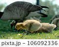 草を食べるカナダグースの雛 106092336