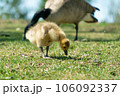 日向で草を食べるカナダグースの雛 106092337