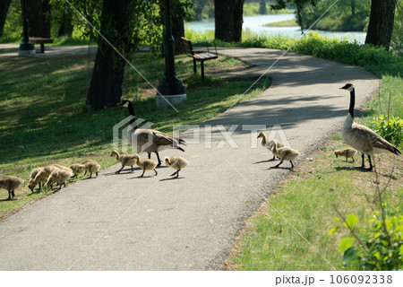 道を横断するカナダグースの親子 道を横断するカナダグースの親子 106092338