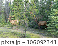 カナダの野生のエルク 106092341