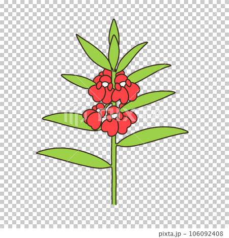 Garden Balsam Garden Balsam 106092408