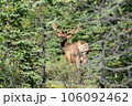 森の中のエルク 106092462