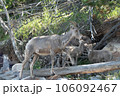山ヤギの群れ 106092467