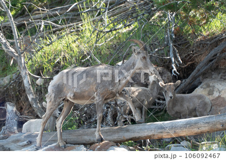 山ヤギの群れ 106092467