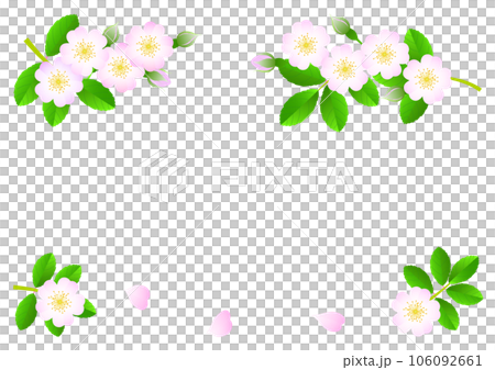 Set of illustrations of wild roses blooming in spring 106092661