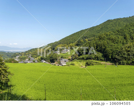 新緑の稲が広がる明日香村上地区の棚田 新緑の稲が広がる明日香村上地区の棚田 106094505