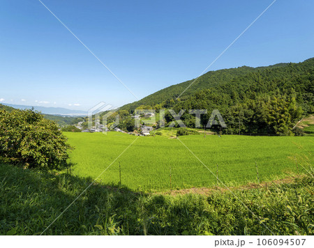 新緑の稲が広がる明日香村上地区の棚田 106094507