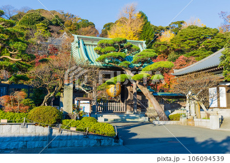 晩秋の古都鎌倉 紅葉の長谷寺 山門 晩秋の古都鎌倉 紅葉の長谷寺 山門 106094539