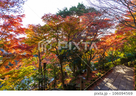 晩秋の古都鎌倉　紅葉の長谷寺 106094569