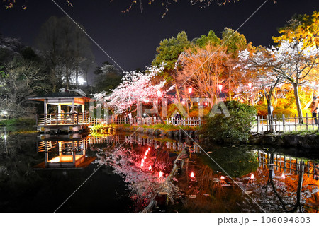 高岡古城公園の夜桜 高岡古城公園の夜桜 106094803