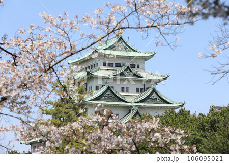 名古屋城　名城公園　桜　愛知県 106095021