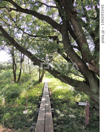 茂林寺公園　中央園路 木道 106095040