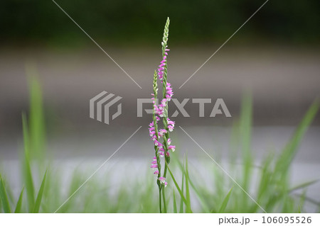 ネジバナの花 ネジバナの花 106095526