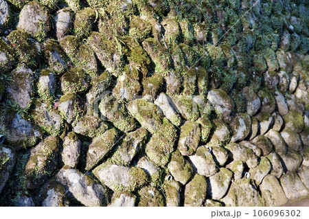苔むした石垣 106096302
