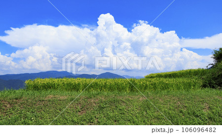 姨捨棚田で実りを迎えた姨捨の棚田 106096482