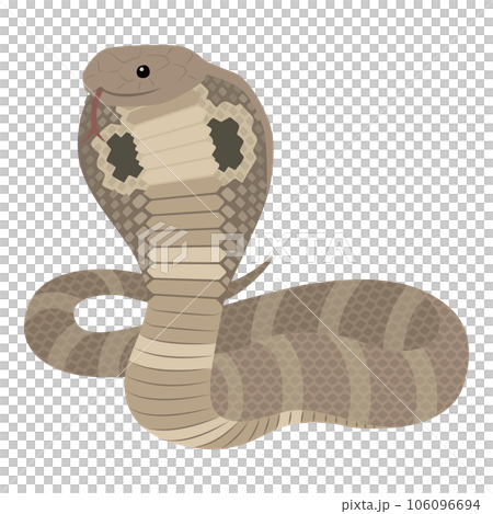 眼鏡蛇圖 眼鏡蛇圖 106096694