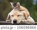 Unlikely animal friends a cat perched on a dog's head, sharing a heartwarming bond. 106096866