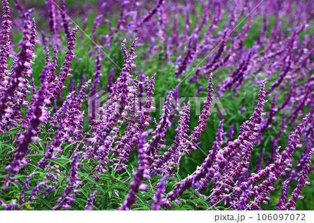 メキシカンセージ メキシカン・セージ メキシカンセイジ 106097072