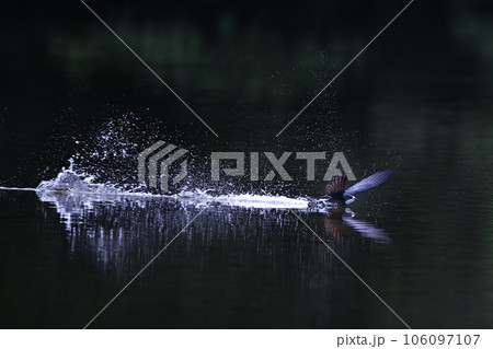 ハリオアマツバメ㉔（北海道） 106097107