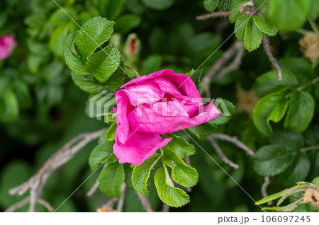 Branches with buds and pink flowers, wild rose on the bushes in the park Branches with buds and pink flowers, wild rose on the bushes in the park 106097245