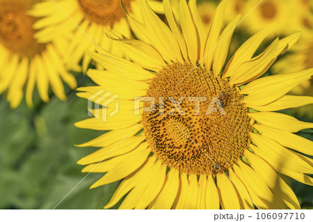 夏の三ノ倉高原(スキー場) ひまわりフェスタ2023 福島県喜多方市 夏の三ノ倉高原(スキー場) ひまわりフェスタ2023 福島県喜多方市 106097710