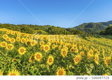 夏の三ノ倉高原(スキー場) ひまわりフェスタ2023 福島県喜多方市 夏の三ノ倉高原(スキー場) ひまわりフェスタ2023 福島県喜多方市 106097728