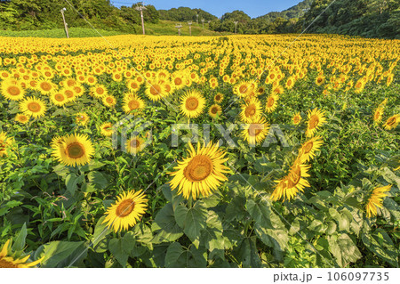 夏の三ノ倉高原(スキー場）　ひまわりフェスタ2023　福島県喜多方市 106097735