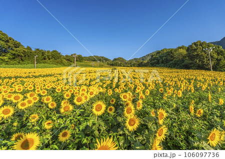 夏の三ノ倉高原(スキー場) ひまわりフェスタ2023 福島県喜多方市 夏の三ノ倉高原(スキー場) ひまわりフェスタ2023 福島県喜多方市 106097736