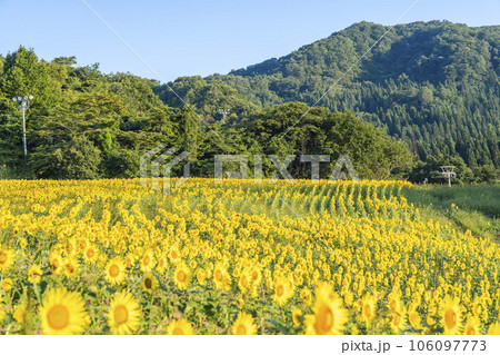夏の三ノ倉高原(スキー場）　ひまわりフェスタ2023　福島県喜多方市 106097773