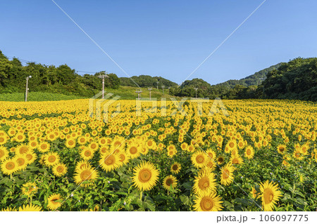 夏の三ノ倉高原(スキー場) ひまわりフェスタ2023 福島県喜多方市 夏の三ノ倉高原(スキー場) ひまわりフェスタ2023 福島県喜多方市 106097775