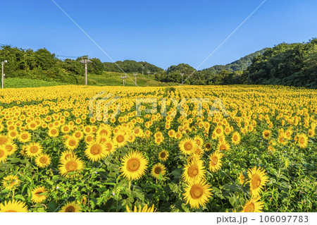 夏の三ノ倉高原(スキー場）　ひまわりフェスタ2023　福島県喜多方市 106097783