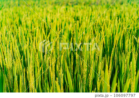 Rice field.  106097797