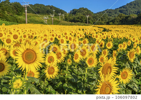 夏の三ノ倉高原(スキー場）　ひまわりフェスタ2023　福島県喜多方市 106097802