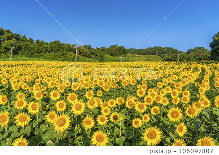 夏の三ノ倉高原(スキー場) ひまわりフェスタ2023 福島県喜多方市 夏の三ノ倉高原(スキー場) ひまわりフェスタ2023 福島県喜多方市 106097807