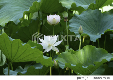 綺麗な白色の蓮の花 106097946