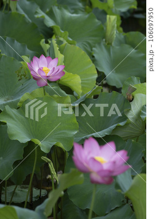 綺麗なピンク色の蓮の花 106097950
