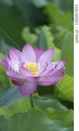 綺麗なピンク色の蓮の花 106097954