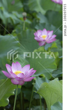 綺麗なピンク色の蓮の花 106097955
